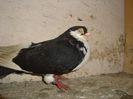 mascul