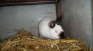 SAM_4026