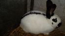 SAM_4032