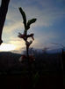 migdal plantat de curand