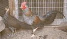 pereche Gaini--Grey jungleFowl--