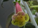 Kohleria Siriu (ni)