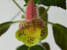 Kohleria Siriu (ni)