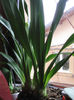 CIMBIDIUM