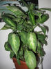 DIEFFENBACHIA