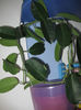 STEPHANOTIS
