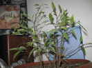 FICUS BENJAMINA