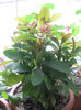 EUPHORBIA