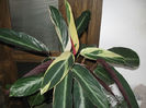 CALATHEA