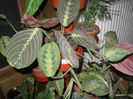 MARANTA