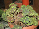 BEGONIA