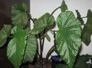 BEGONIA