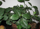 GARDENIA