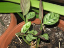 CALATHEA