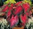 caladium red flash