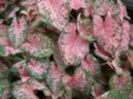 Caladium pink beauty
