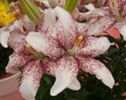 dwarf LILIUM-CROSSOVER-_