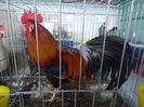 DSC03712
