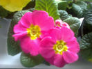 primula ciclam