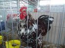 DSC03735