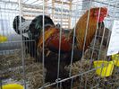 DSC03737