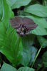 Tacca chantrieri seminte