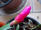 18 febr 2013-flori 017