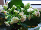 18 febr 2013-flori 023
