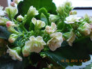 18 febr 2013-flori 022
