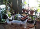 18 febr 2013-flori 025