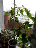 18 febr 2013-flori 028