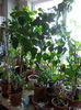 "jungla"...