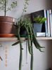 chamaecereus silvestrii