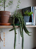 18 febr 2013-flori 042