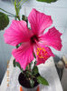18 febr 2013-flori 011