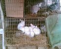 Image001