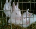 Image003