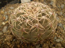 Gymnocalycium quehlianum