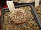 Notocactus rutilans