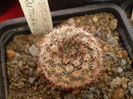 Notocactus rutilans