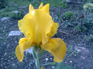 cel mai frumos iris