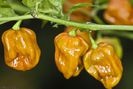 Habanero-Mustard