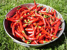 Ring of Fire