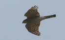 Accipiter gentilis