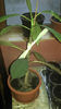 Plumeria 2013-02-08