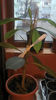 Plumeria 2013-02-08