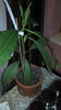 Plumeria 2013-02-19