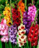 gladiole mix