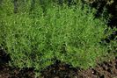 Cimbru peren-satureja-hortensis