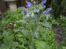 Limba mielului-Borage-overv